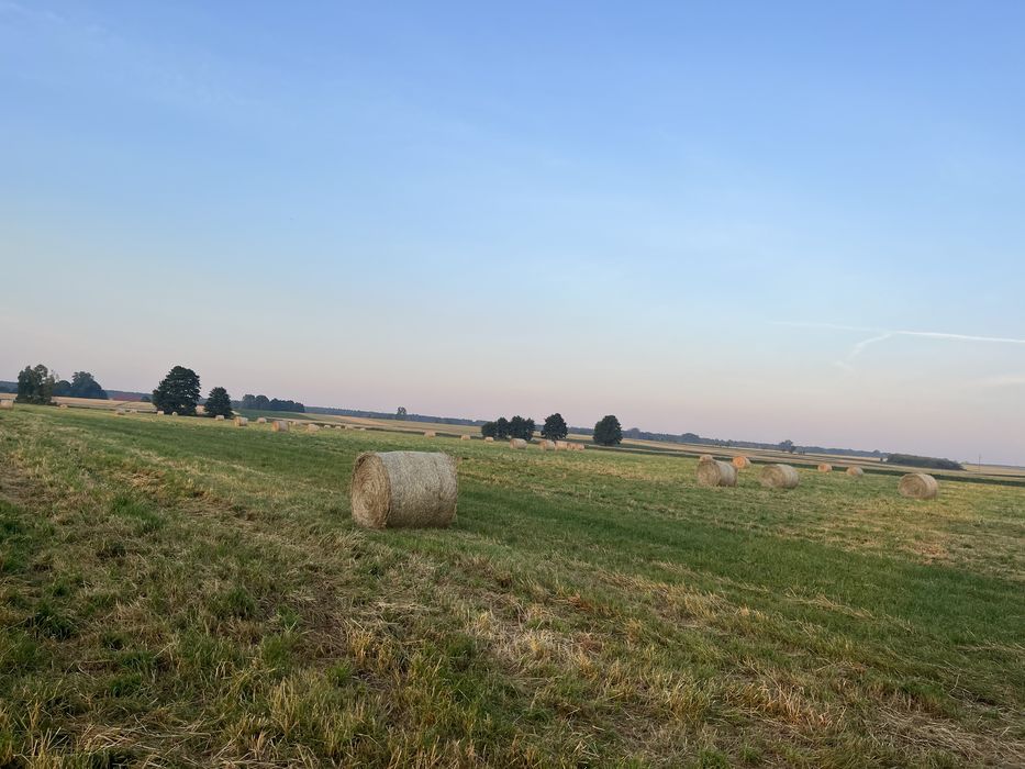 Sprzedam siano tegoroczne