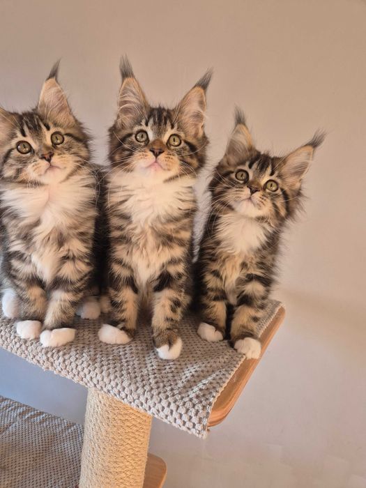 Sprzedam kotkę Maine Coon