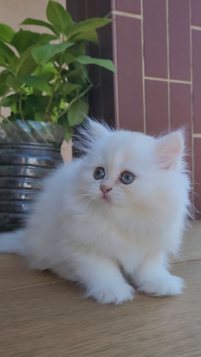 Британські кошенята Голубе золото