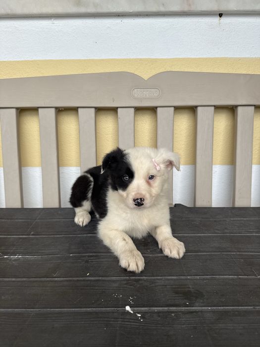Border Collie Preta e Branca Fofa