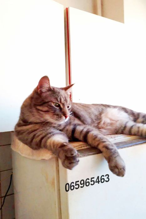 Лагідна Киця та Котик