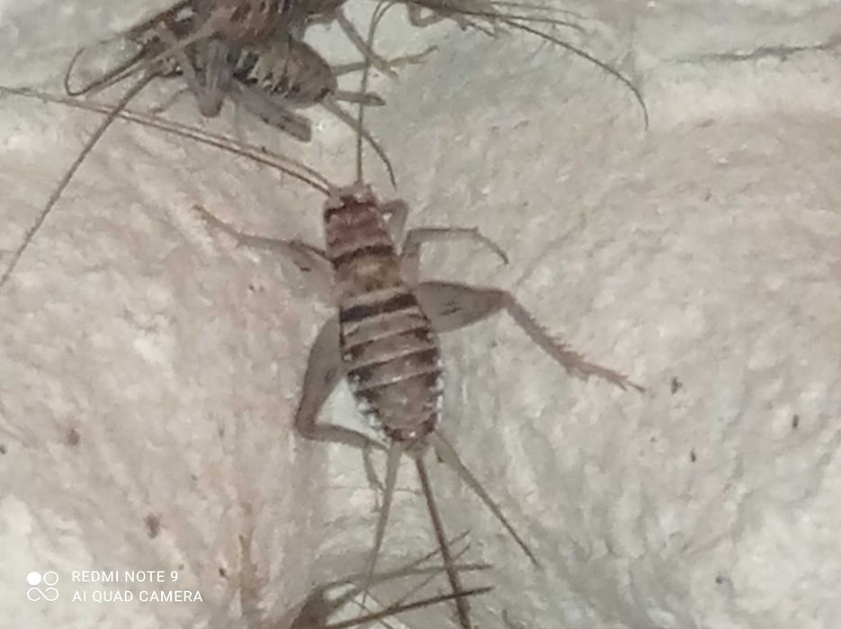 Świerszcze Bananowe