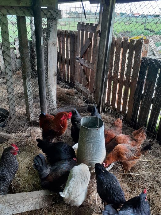 Galinhas caseiras