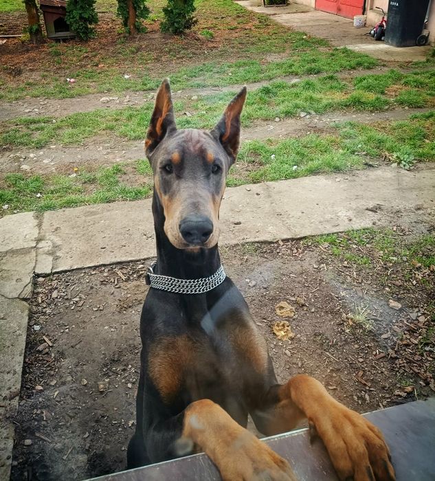 Doberman szczeniaki