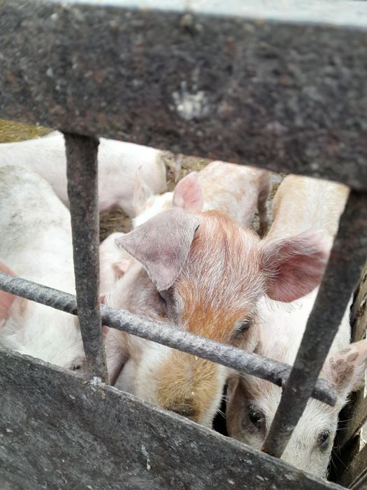Продам поросят 2-х, 3-х, 4-х місячного віку