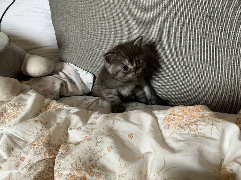 Продам кошенят пародистих