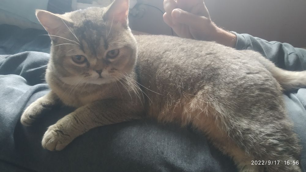 Прямоухий шотландец ждёт невест