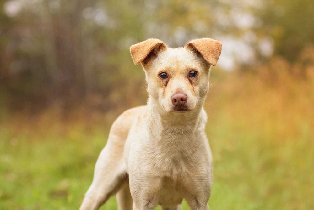 Biszkoptowy Badżi - młodziutki wycofany piesek przerażony schroniskiem
