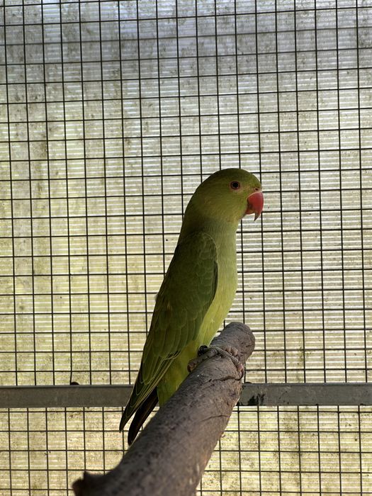 Ring Necks Verde