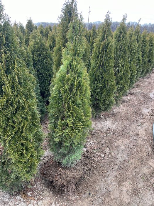 Tuja szmaragd 180-200cm promocja  (hybryda) kopana z gruntu