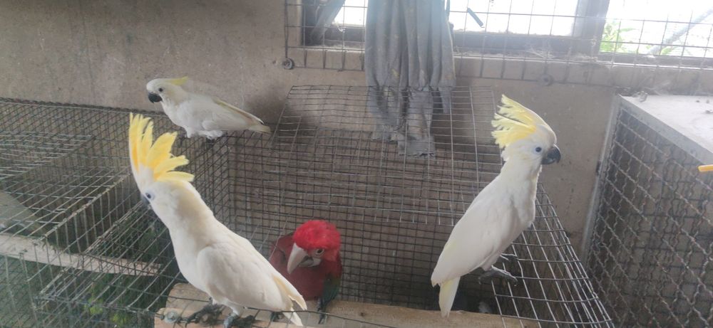 Cacatuas shulphurea sulfúrea 2023  independentes muito meiguin