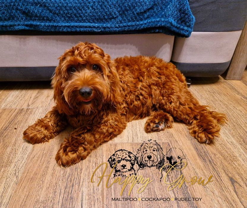 Cockapoo F1b Piesek Red Wafel