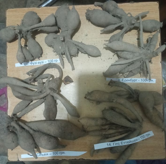 Жоржини, корені, георгіни