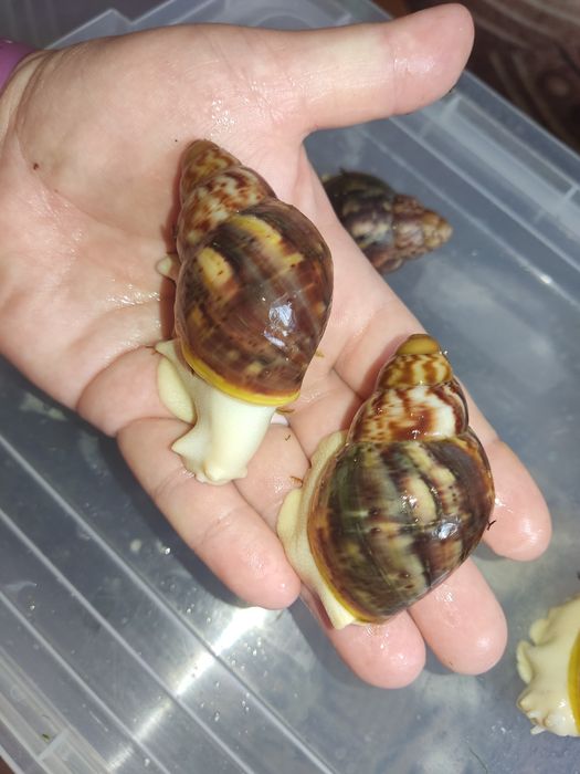 Продаж равлеків Бенін 250 гр пара..