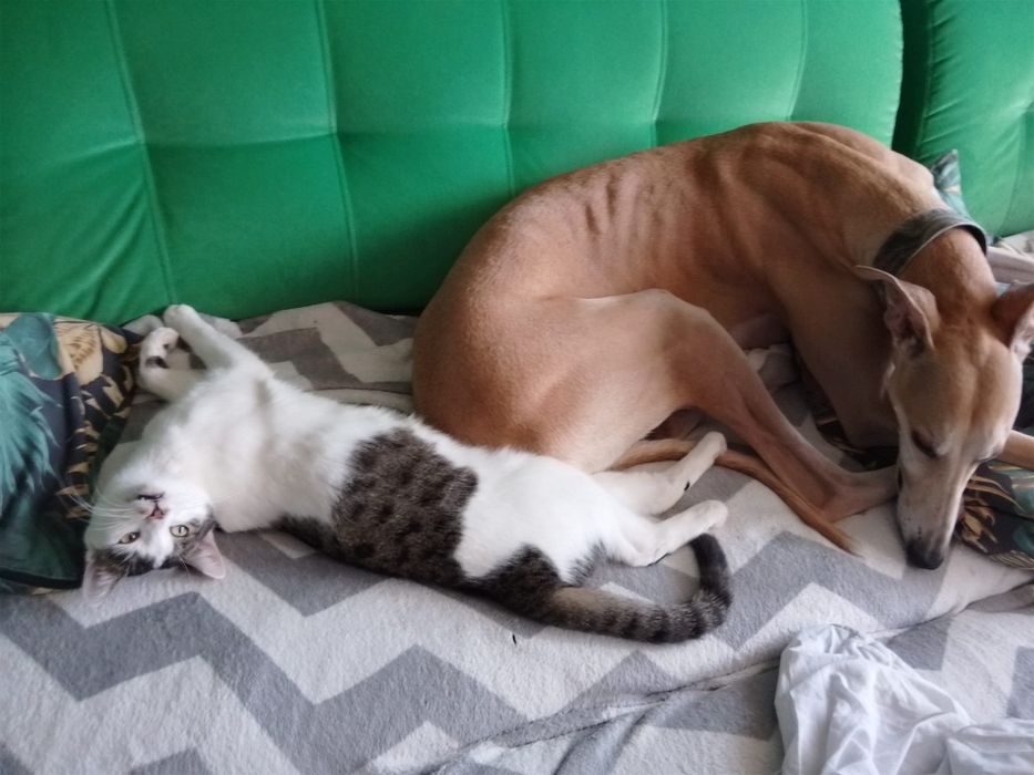 Gruby Pilnie potrzebuje domu
