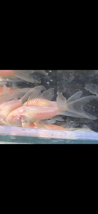 Kiryski albino weloniaste