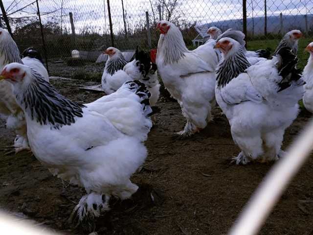 Інкубаційне яйце курей Кохінхін: колумбія, спліш, циплята