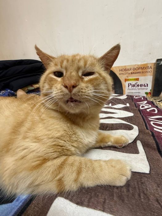котик шукає родину