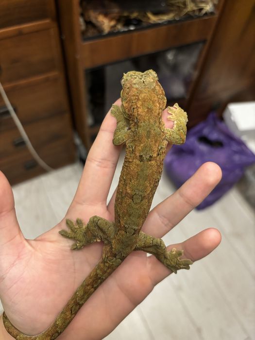 gekon omszały, mniarogekko chahoua