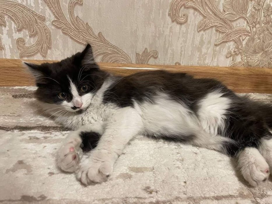 Маленька дівчинка шукає родину