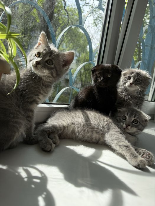 Вислоухие котята