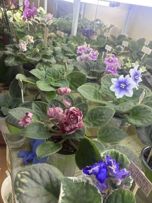 Фіалки розпродажа колекції