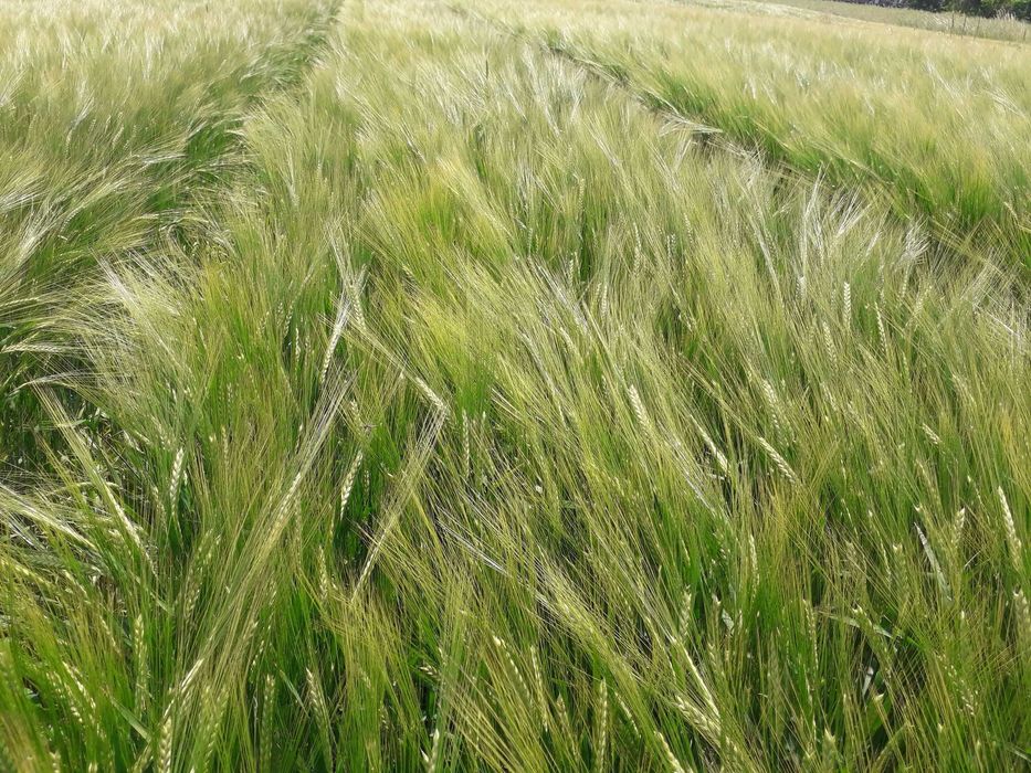 Jęczmień jary 1 rok po centrali