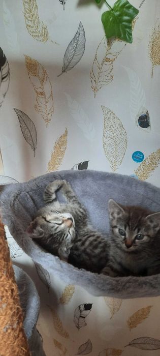 Kotki do adopcji
