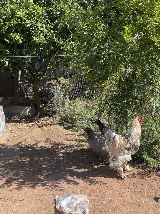 Trio de brahmas cinza