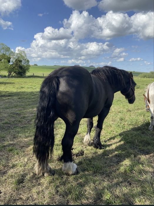 Sprzedam       klacz