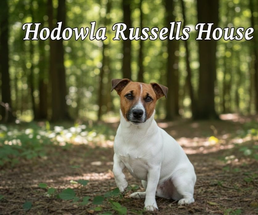 Reproduktor Jack russell terrier