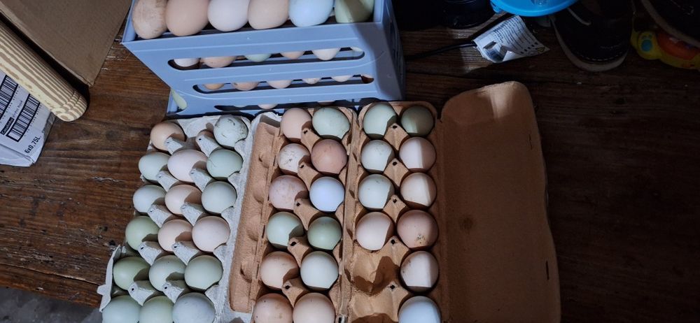 Ovos caseiros para venda