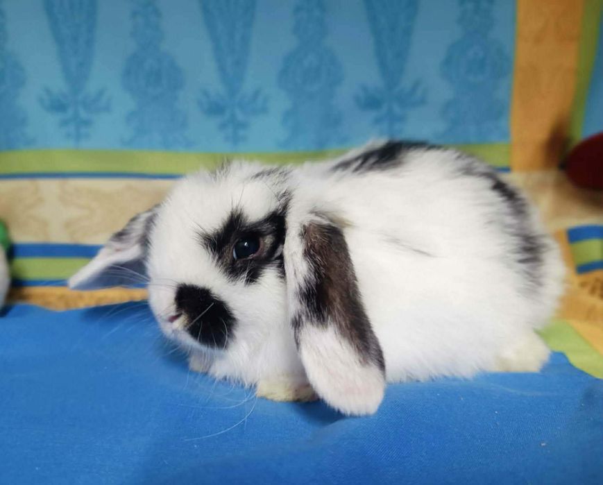 Sprzedam króliczki mini loop mini lop niebieskookie