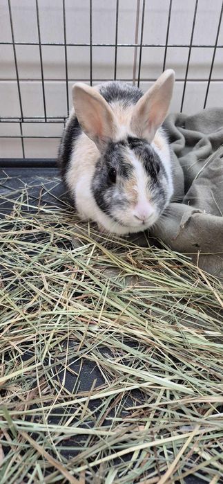 Króliczka samiczka około półtora roku