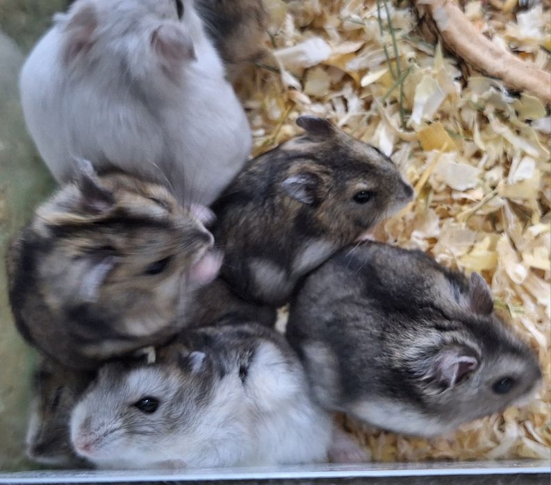 Chomki dżungarski samiczki.