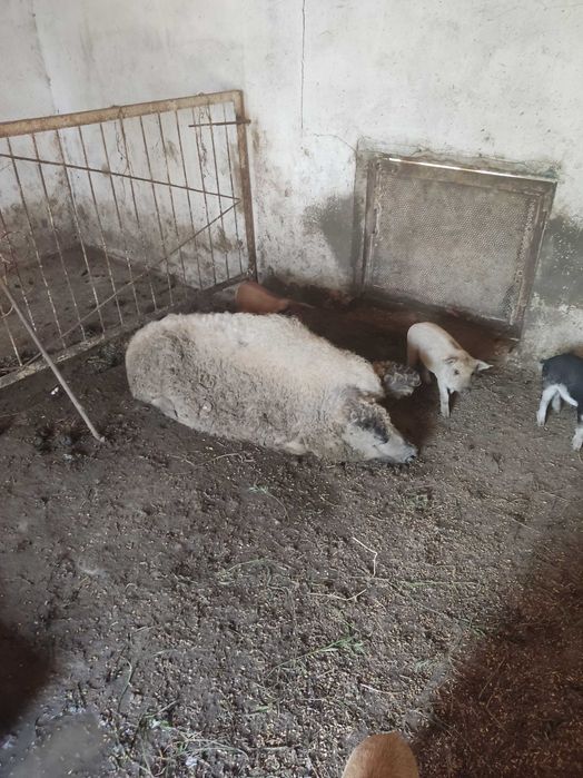 Продам поросят Венгерська пухова мангалиця