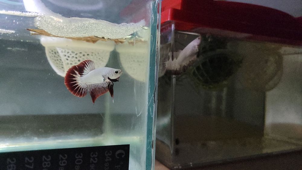 Casal de Betta Red Dragon Plakat Premium à venda os mesmos das fotos