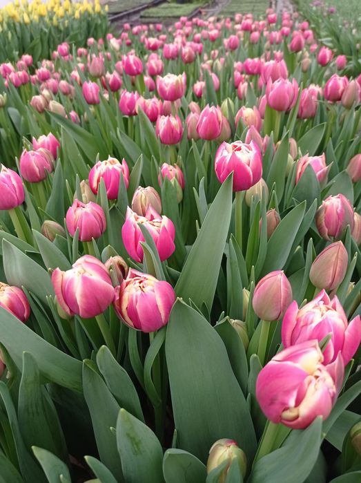 Тюльпани на 8 березня 14 лютого