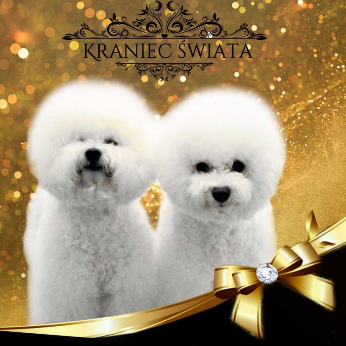 Wyjątkowy  chłopczyk  Bichon Frise ZKwP/FCI