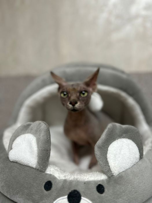 Канадский сфинкс