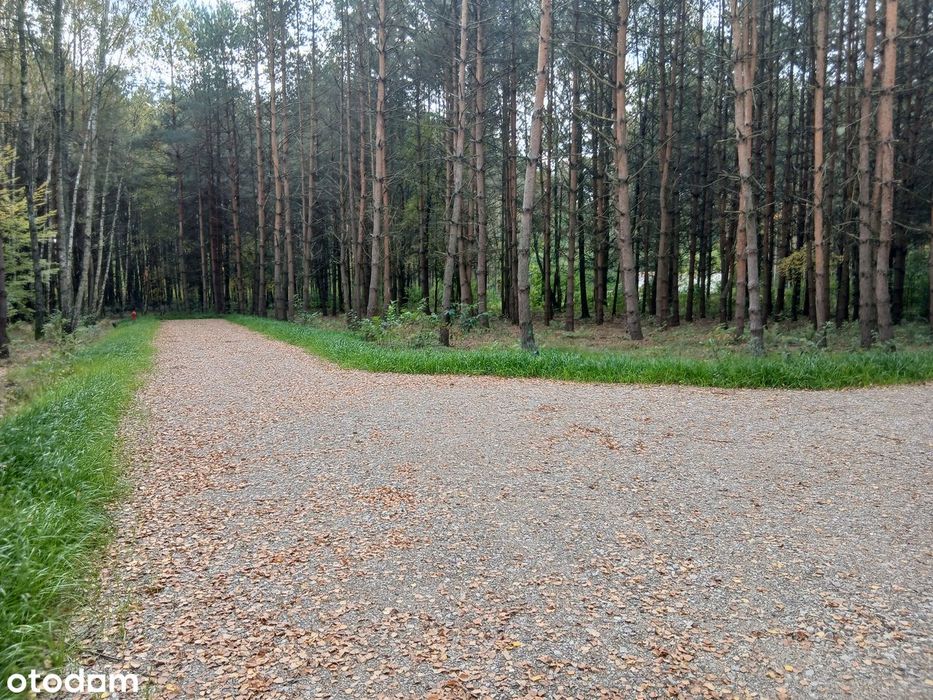 Działka budowlana w lesie (media), blisko PKP, S17, Garwolin, MPZP - Widok 5