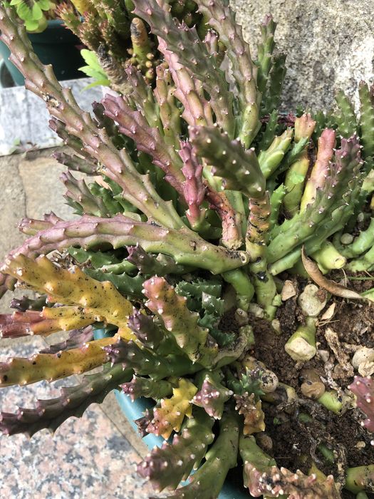 suculentas  muito bonitas