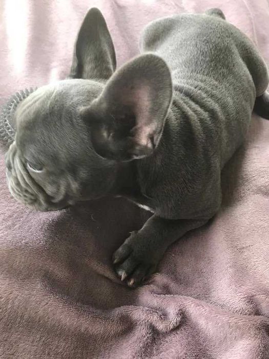 Buldog francuski błękitny samiec