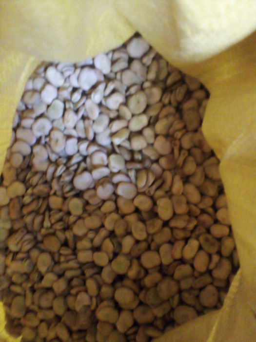 Sprzedam Nasiona bobu