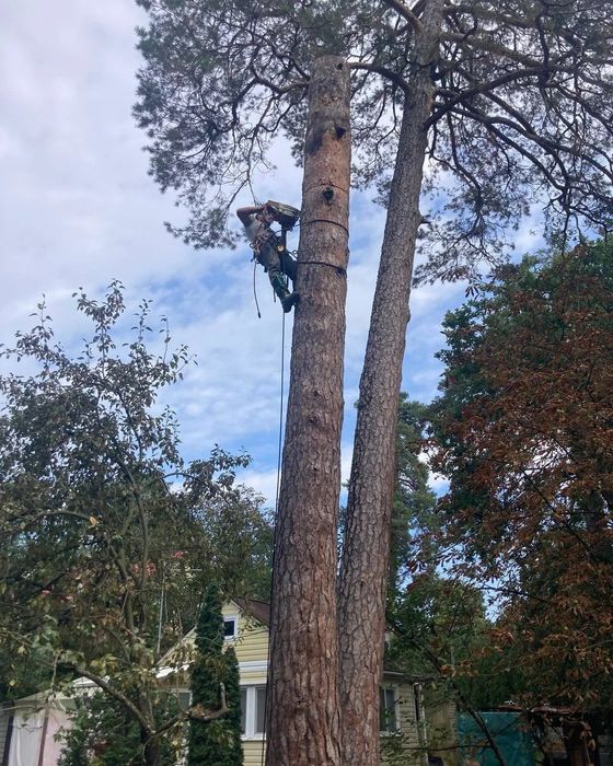 Видалення дерев,спил проблемних дерев,зрізка аварійних дерев