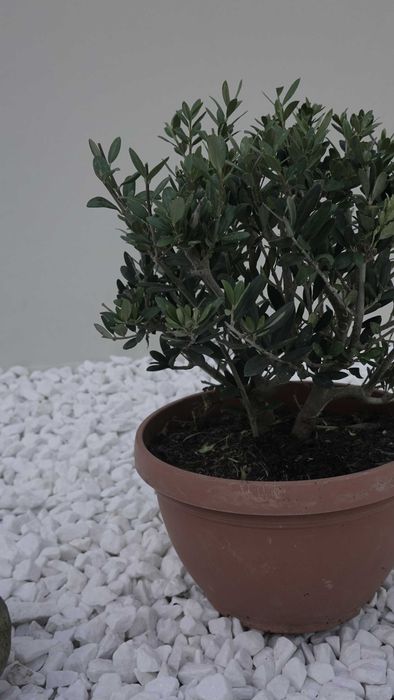 Олива європейська кущова бонсай bonsai Bush B20-25 Olea europaea Іспанія