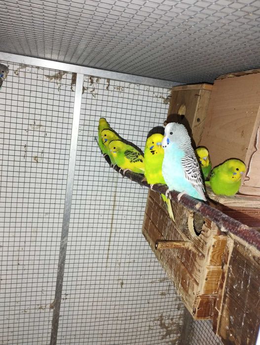 Papugi faliste, ładnie wybarwione