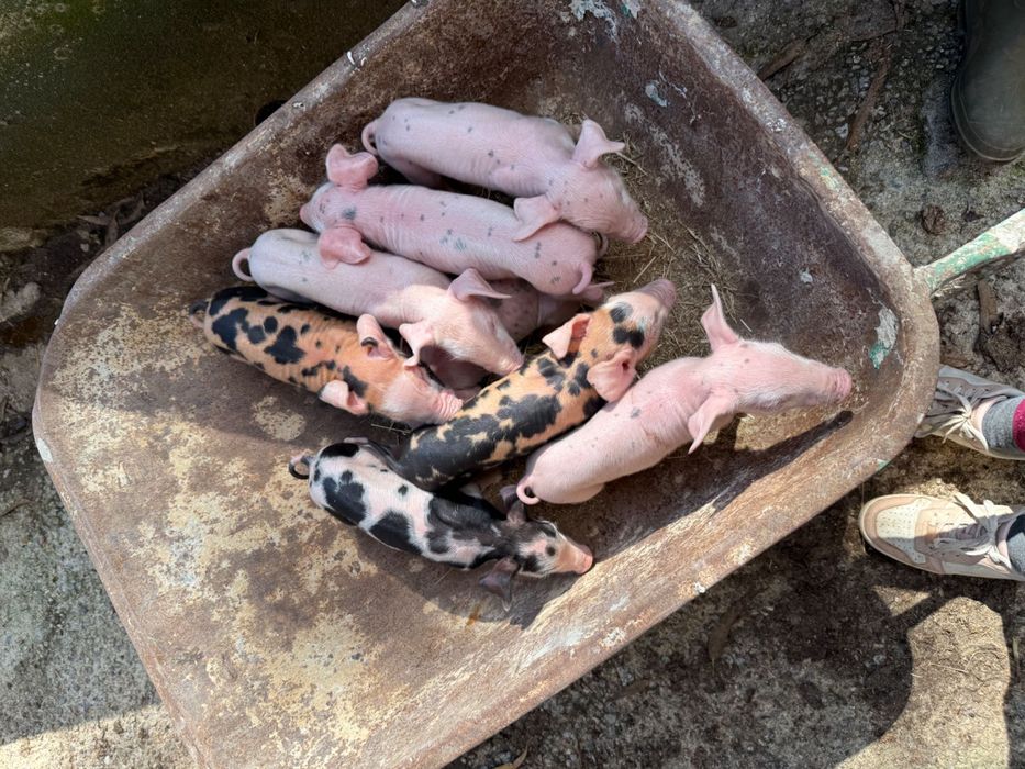 Porcos e leitões de todas as idades