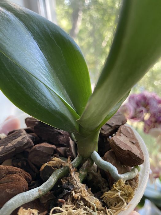 Орхідея ротердам