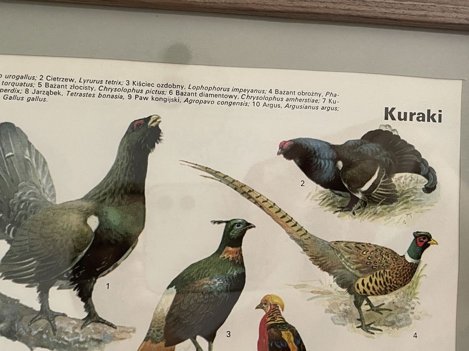 Stara grafika kuraki